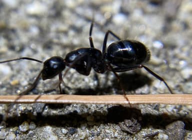 Camponotus laevigatus photo 46
