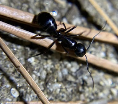 Camponotus laevigatus photo 48