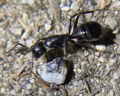 Camponotus laevigatus photo 49