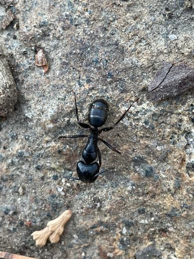 Camponotus laevigatus photo 50
