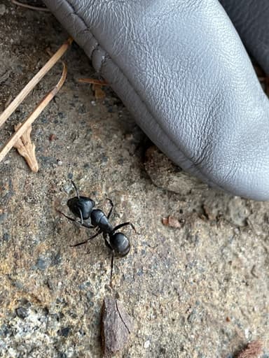 Camponotus laevigatus photo 51