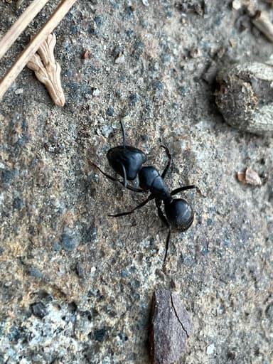 Camponotus laevigatus photo 52