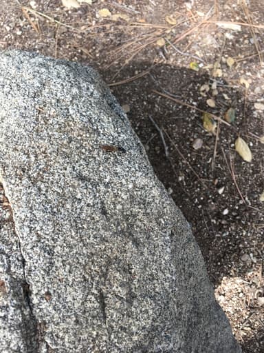 Camponotus laevigatus photo 53