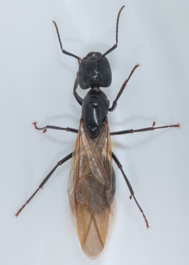 Camponotus laevigatus — colony photo 54