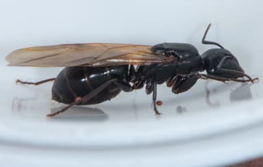 Camponotus laevigatus — colony photo 55