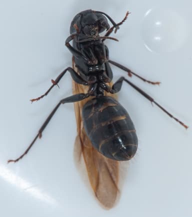Camponotus laevigatus — colony photo 56