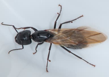 Camponotus laevigatus — colony photo 57