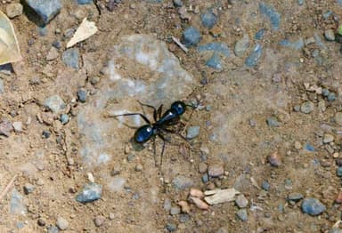 Camponotus laevigatus photo 58