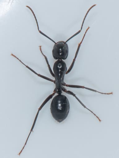 Camponotus laevigatus — colony photo 59