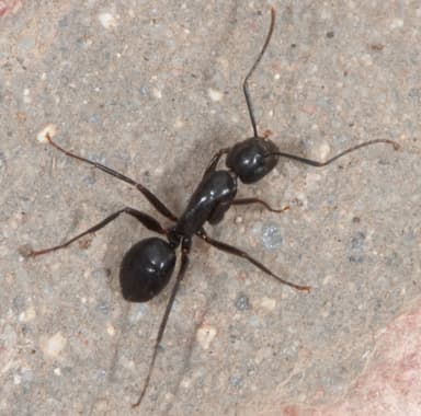 Camponotus laevigatus — colony photo 61