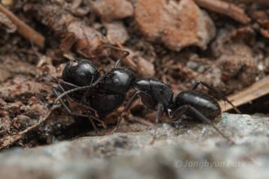 Camponotus laevigatus photo 62