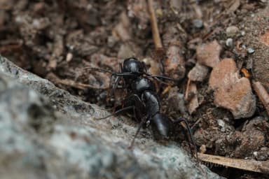 Camponotus laevigatus photo 63