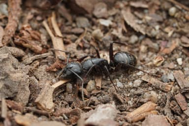 Camponotus laevigatus photo 64