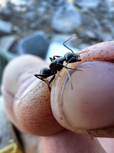 Camponotus laevigatus photo 65