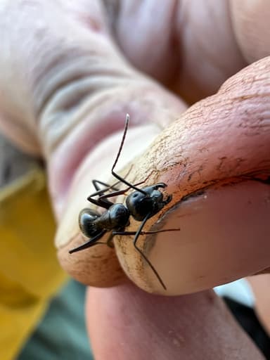 Camponotus laevigatus photo 66