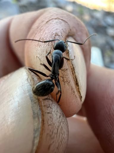 Camponotus laevigatus photo 68