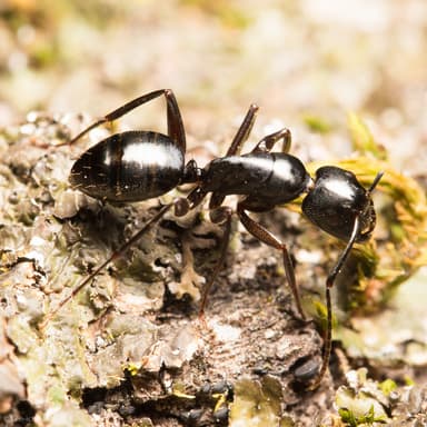 Camponotus laevigatus photo 69