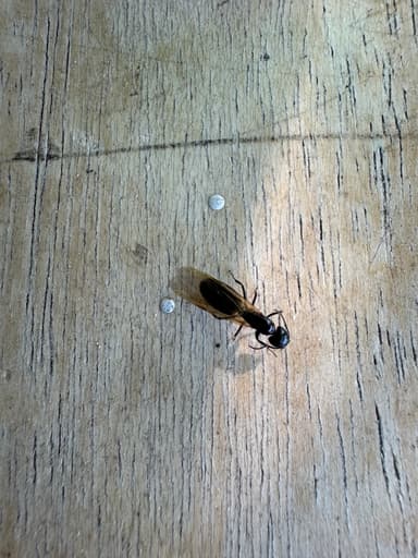 Camponotus laevigatus photo 70