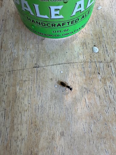 Camponotus laevigatus photo 72