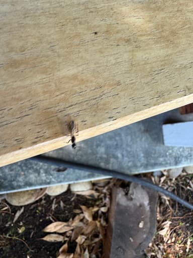 Camponotus laevigatus photo 73