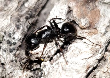 Camponotus laevigatus photo 74