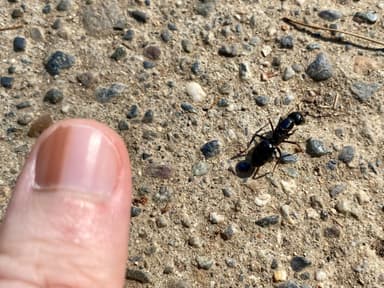 Camponotus laevigatus photo 75