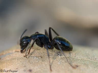 Camponotus laevigatus photo 76