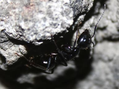 Camponotus laevigatus photo 77