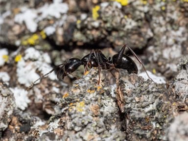 Camponotus laevigatus photo 78