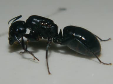 Camponotus laevigatus photo 79