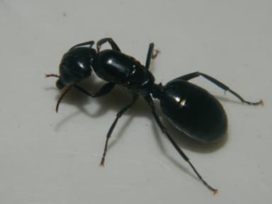 Camponotus laevigatus photo 80