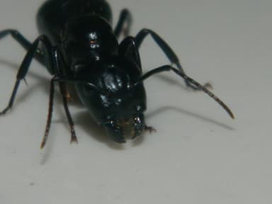 Camponotus laevigatus photo 81