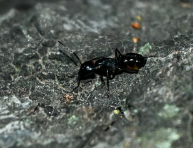 Camponotus laevigatus photo 83