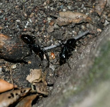 Camponotus laevigatus photo 84