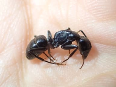 Camponotus laevigatus photo 85