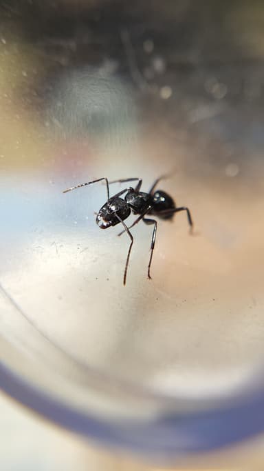 Camponotus laevigatus photo 87