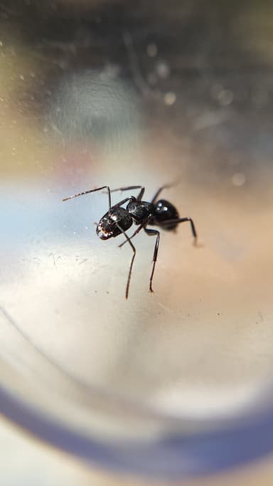 Camponotus laevigatus photo 88