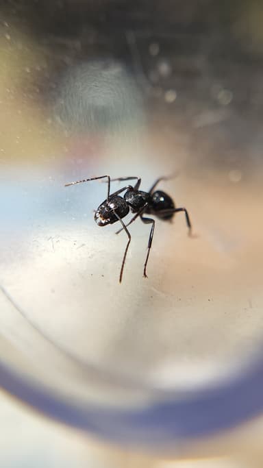 Camponotus laevigatus photo 89