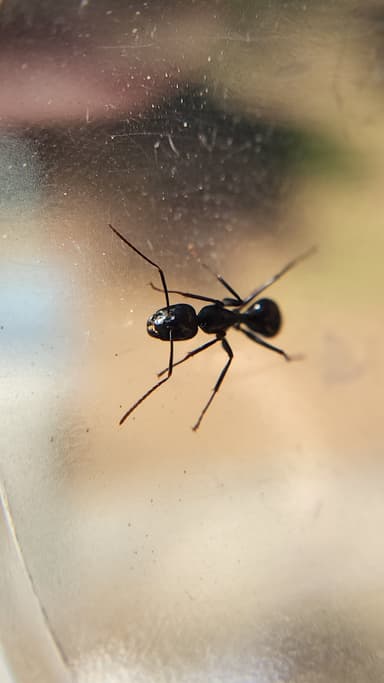 Camponotus laevigatus photo 90
