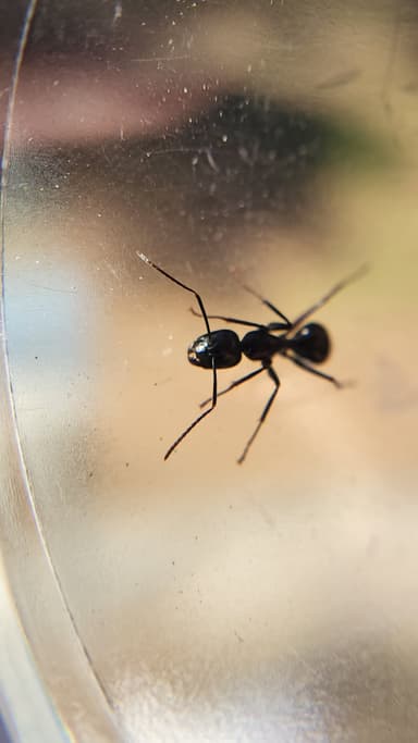 Camponotus laevigatus photo 91