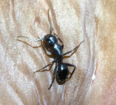 Camponotus laevigatus photo 92