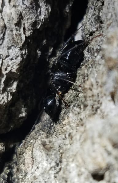 Camponotus laevigatus photo 93