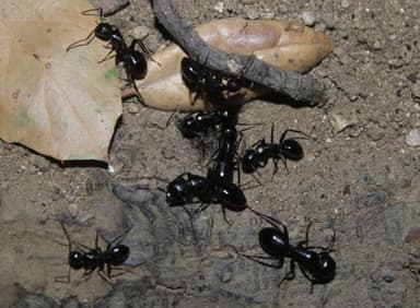 Camponotus laevigatus photo 94