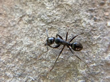 Camponotus laevigatus photo 95