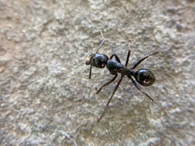 Camponotus laevigatus photo 96