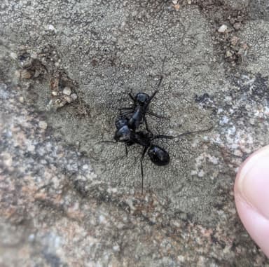 Camponotus laevigatus photo 97