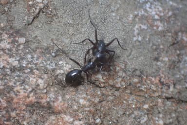 Camponotus laevigatus photo 98