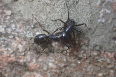 Camponotus laevigatus photo 99