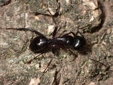 Camponotus laevigatus photo 101