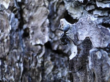 Camponotus laevigatus photo 102